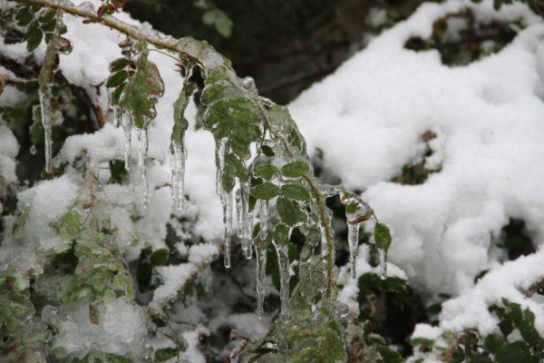 В Кировской области ожидаются заморозки и мокрый снег.
