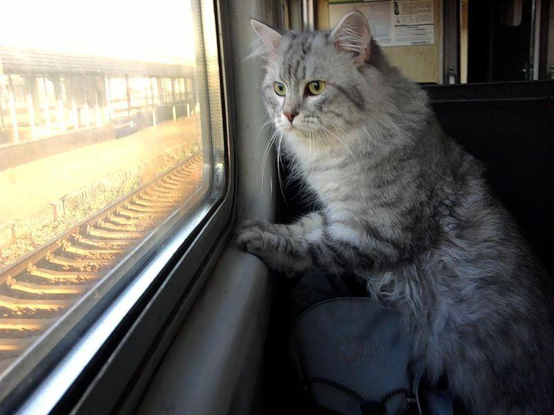Кошкам и собакам разрешили ездить в поезде без хозяев.