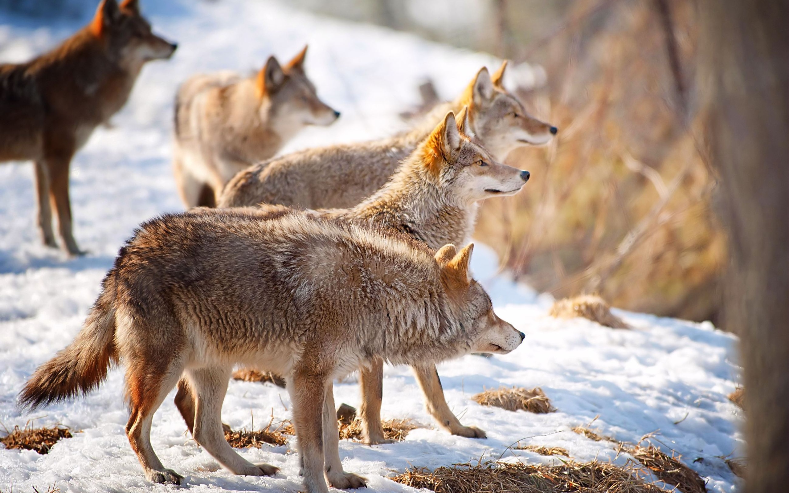 В Кировской области в течение года добыли 299 волков.