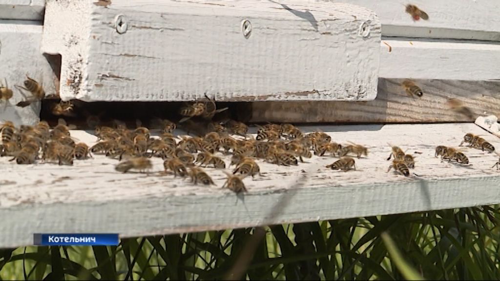 В Кировской области пчеловоды опасаются массовой гибели пчел