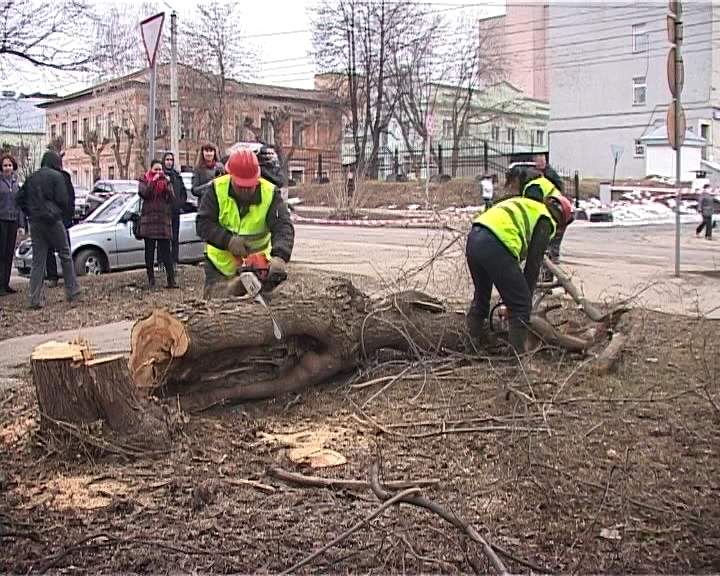 Незаконная рубка деревьев