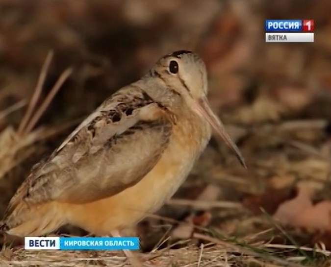 Аномально позднее гнездование вальдшнепа