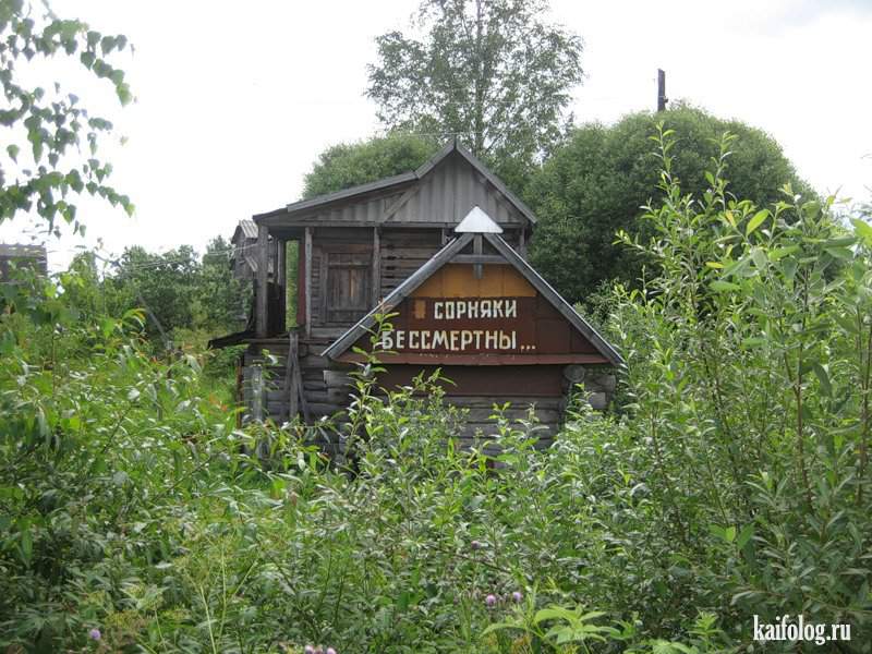 У кировчанки суд изъял садовый участок, заросший сорняком.