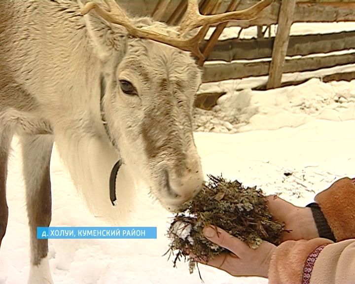 В вятской глубинке поселился северный олень