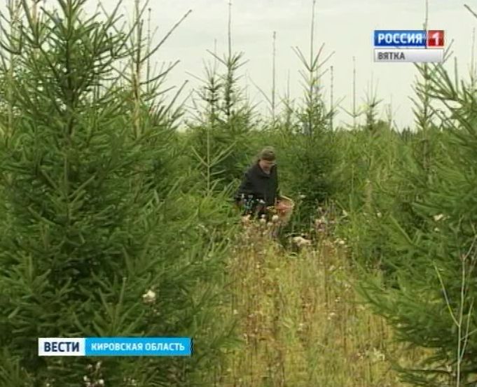 В Афанасьевском районе подросток сутки провел в лесу