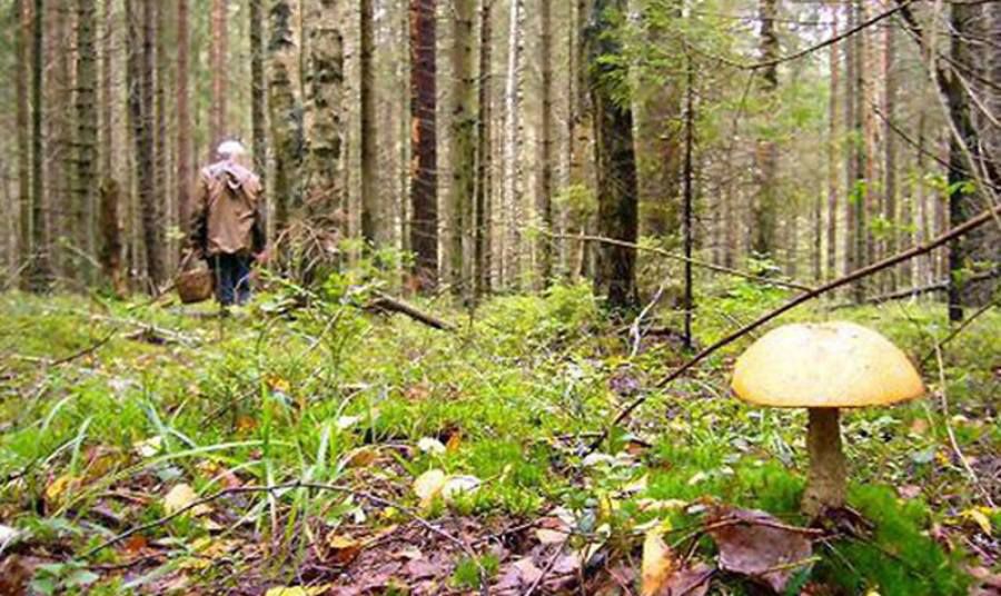 Пенсионер пропал в лесу в Верхошижемье