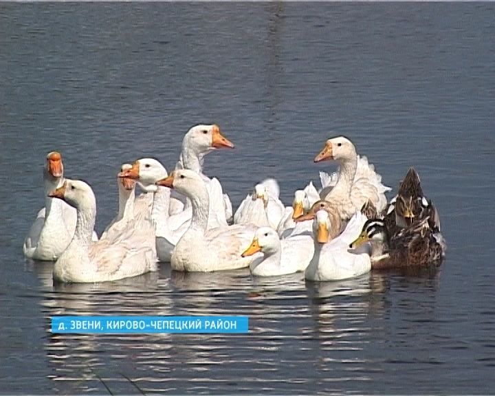 Пруд в деревне Звени Кирово-Чепецкого района