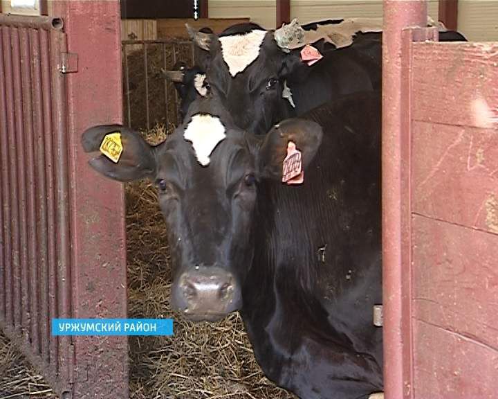 В Вятскополянском районе вычислили похитителей коровы