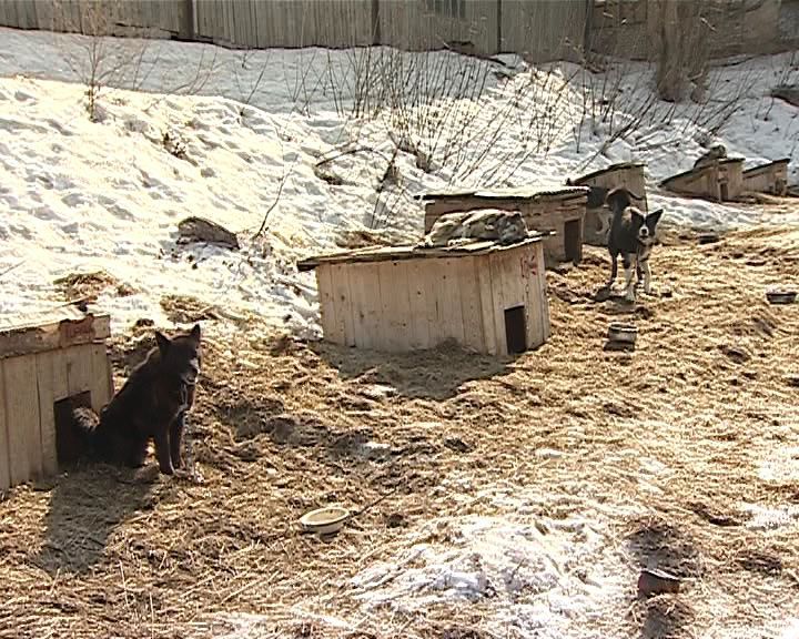 В Кирове начался отлов всех собак, находящихся в свободном выгуле.