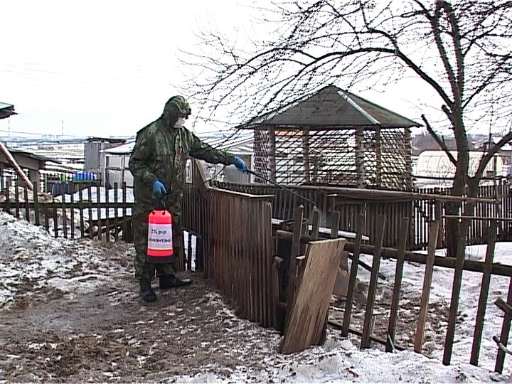 В Кировской области три новых случая бешенства