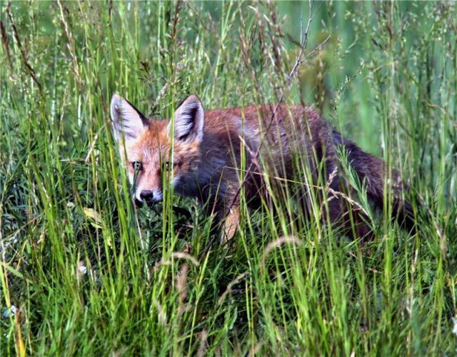 В Кировской области выявлено два новых случая бешенства.