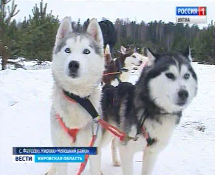 Возможность провести время с символом года - собакой