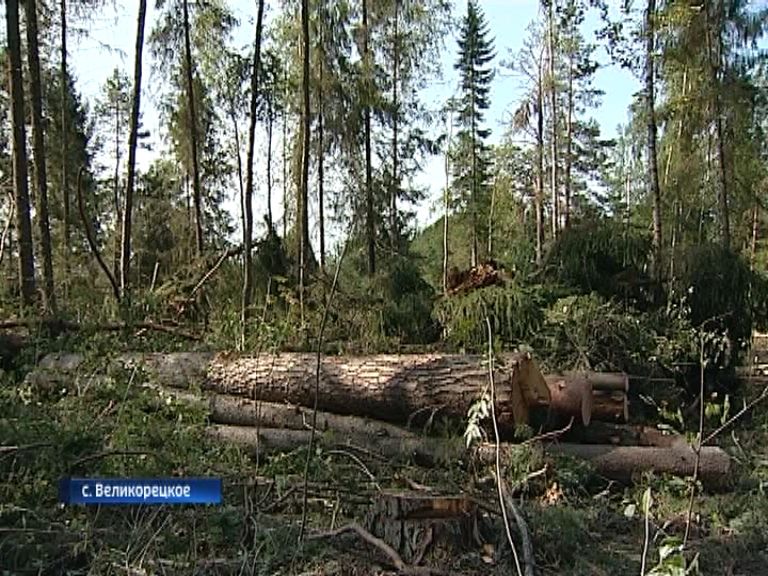 В Великорецком вместе с сухостоем рубят вековые деревья