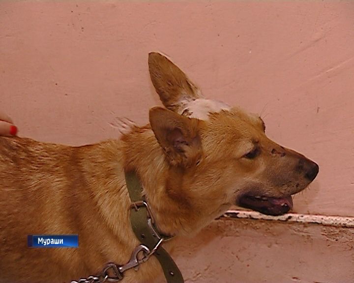 На живодёра из Мурашей, избившего и выбросившего в мусорку собаку со щенками, завели уголовное дело