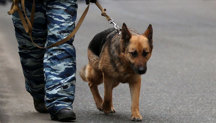 Полиция раскрыла подробности пропажи 4-летнего мальчика в Лебяжском районе