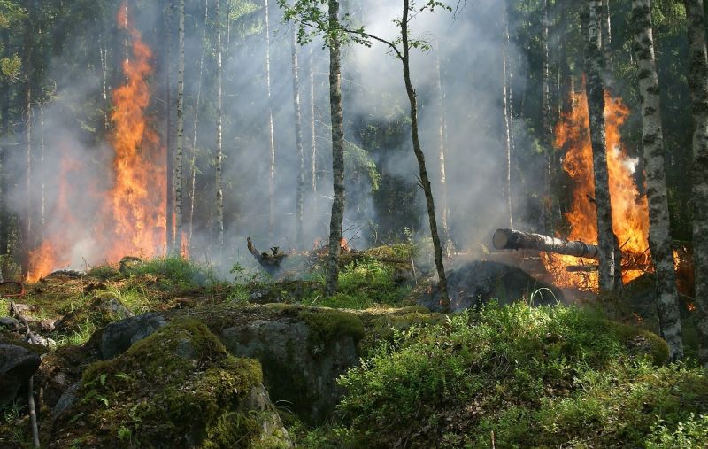 Семь лесных пожаров зарегистрировано в Кировской области