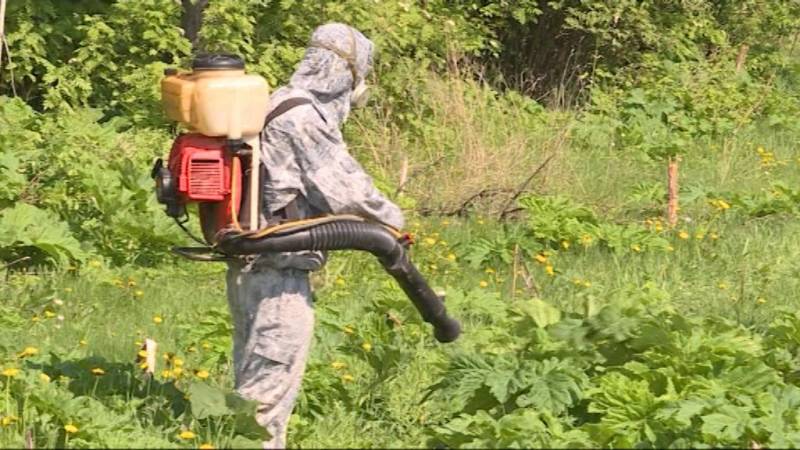 В Кирове продолжается борьба с борщевиком.