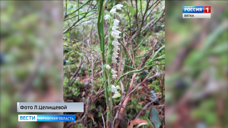 В заповеднике «Нургуш» расцвела редкая орхидея