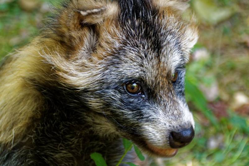 В Кирово-Чепецком районе ввели карантин из-за бешенства енотовидной собаки