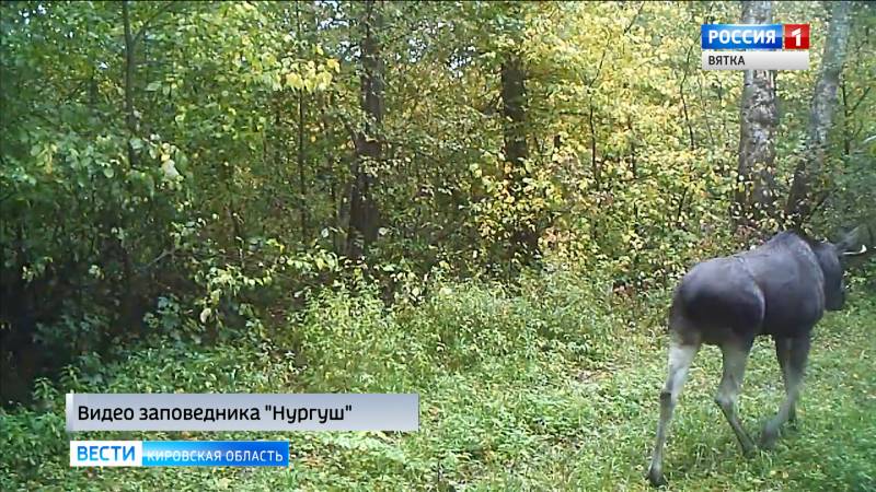 В заповеднике «Нургуш» продолжается осенняя миграция животных