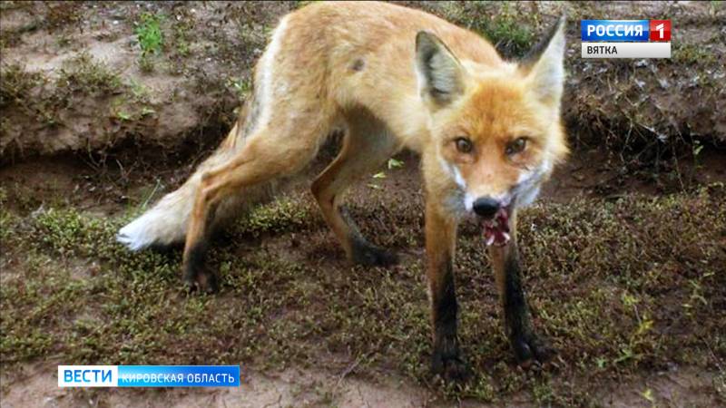 В Котельничском районе на женщину напала дикая лиса