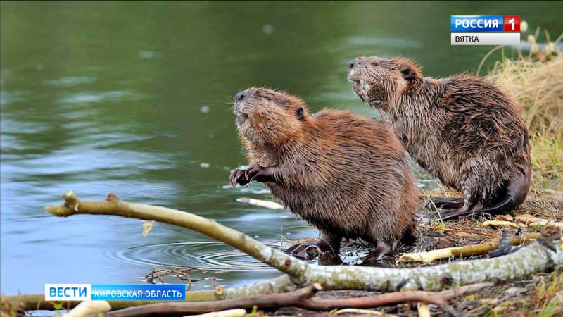 В заповеднике «Нургуш» пересчитали бобров и ондатр