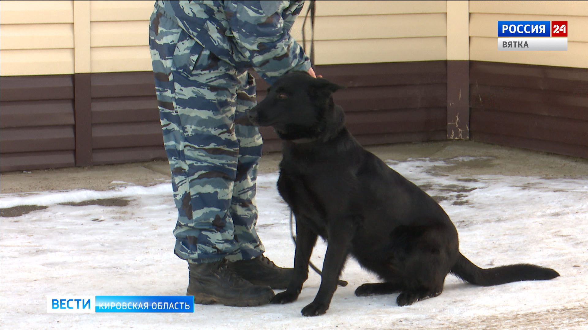 В Кирове на службе появилась собака, способная учуять коррупционера