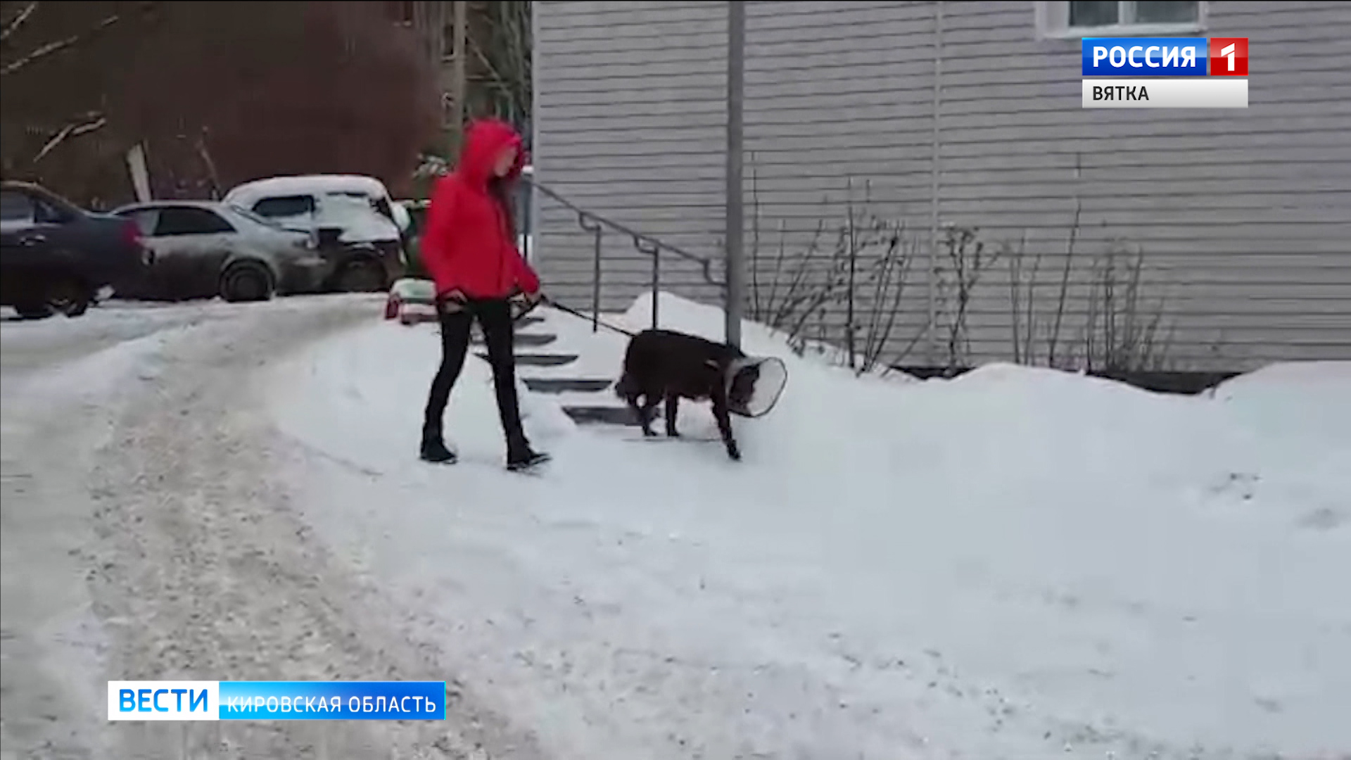 Покалеченному псу Рэду нашли хозяев