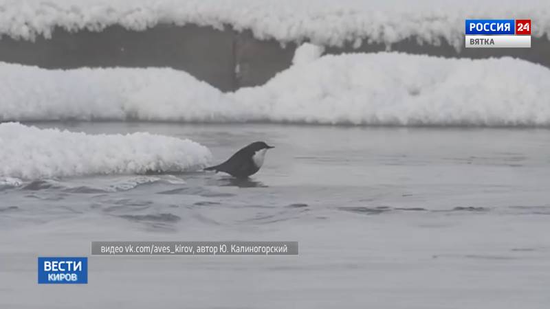 В Кировской области встретили редкую птичку оляпку