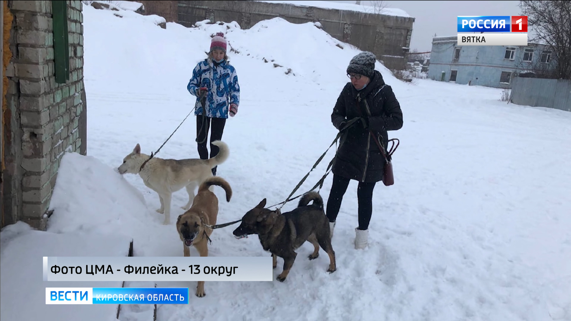 Кировчан приглашают на прогулки с собаками из приютов