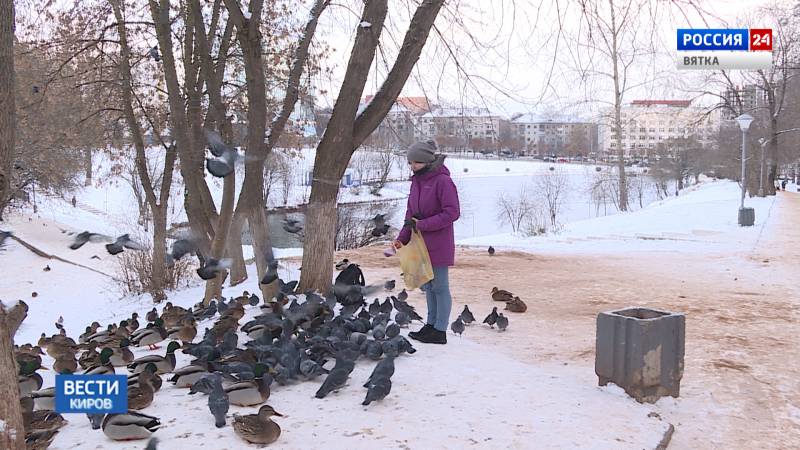 Кировчане обсуждают размеры штрафов за сбитых на дороге голубя и волка