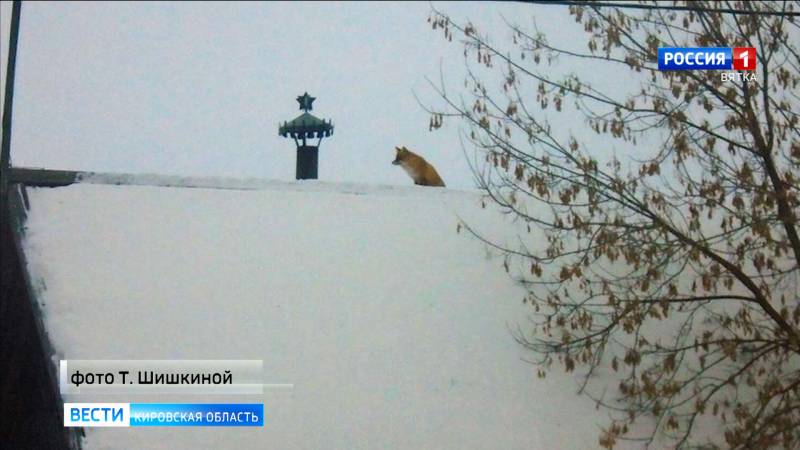 В Уржумском районе объявили о начале отлова лисиц