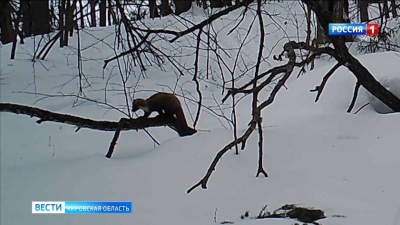 В фотоловушку заповедника «Нургуш» попала куница