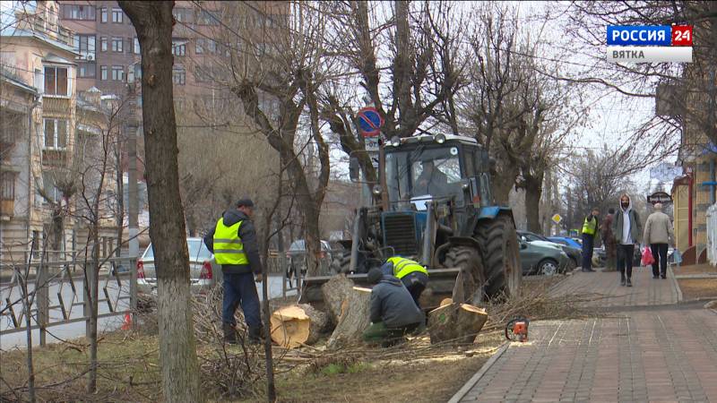 В Кирове началась санитарная обрезка деревьев