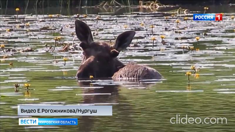 В заповеднике «Нургуш» лось залез в воду, спасаясь от жары