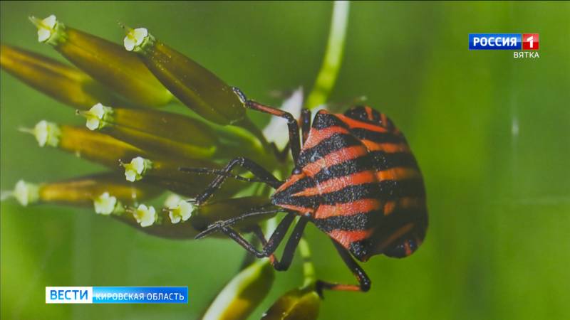 В краеведческом музее открылась выставка насекомых из разных уголков мира