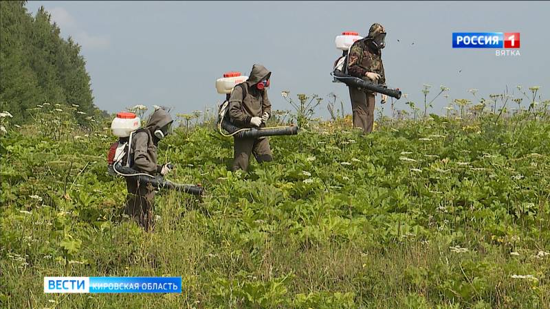 В Нововятске возобновили борьбу с борщевиком