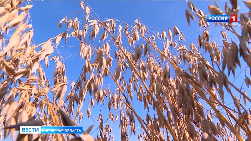 В Кировской области началась уборка зерновых культур