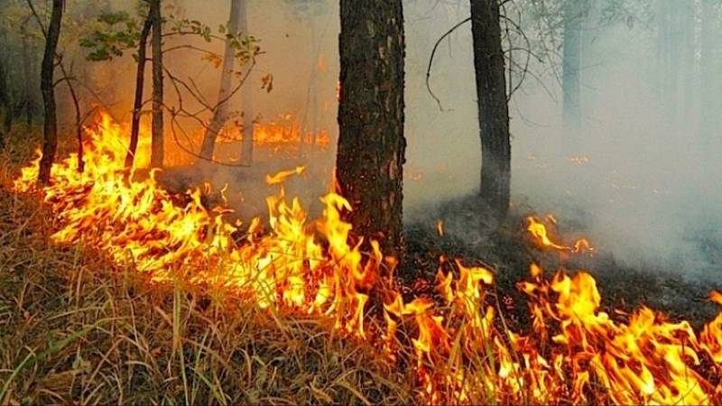 В Кирово-Чепецком районе зарегистрирован лесной пожар площадью 1,2 гектара