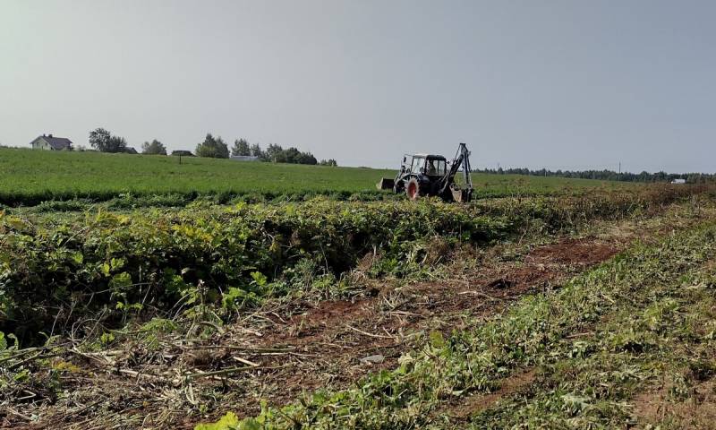 В Кирове продолжают бороться с борщевиком