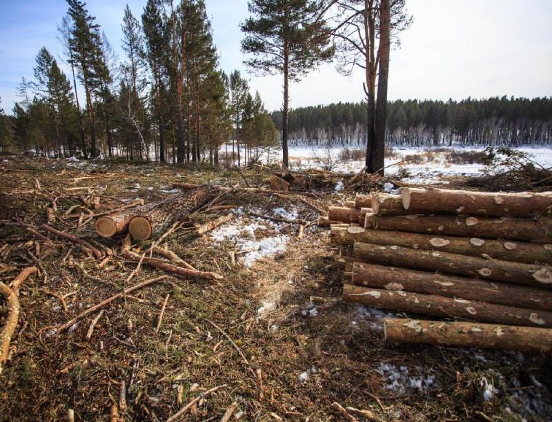 В Пижанском районе ущерб от незаконной вырубки леса составил около 600 тысяч рублей