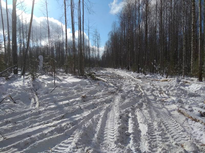 В Омутнинском районе вальщика леса обвиняют в причинении смерти по неосторожности