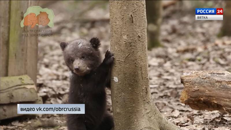 Медвежонок Тиша держится отдельно от собратьев, найденных в лесу Кировской области