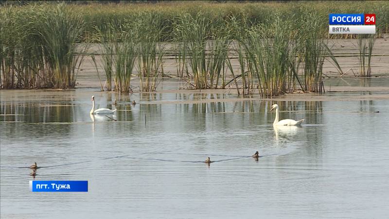 В поселке Тужа может появиться Остров Мечты