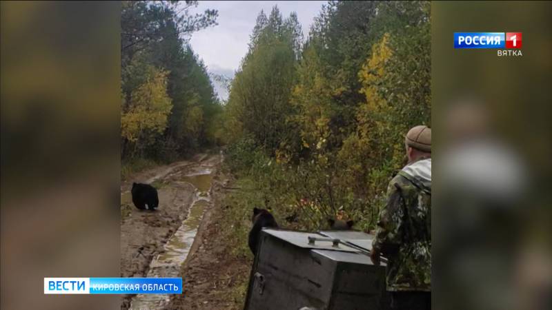 В Опаринском районе выпустили на волю трех спасенных весной медвежат