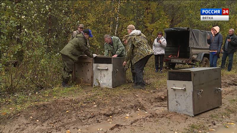 В Кировской области медвежат-сирот выпустили в лес после реабилитации