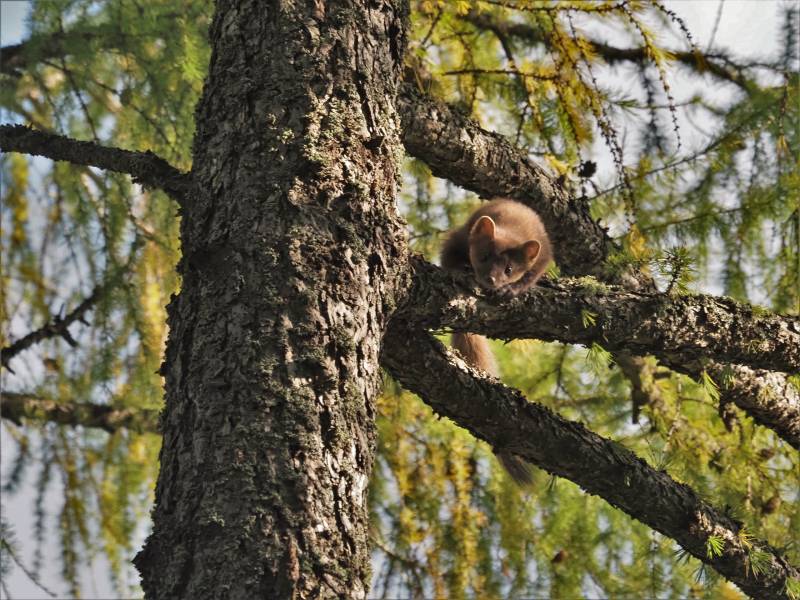 В кировском дендропарке сфотографировали куницу