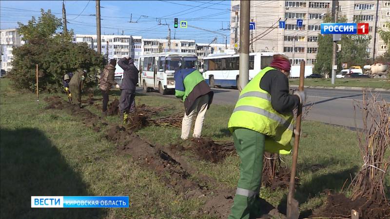 В Кирове железные заборы вдоль улиц сменяют зеленые насаждения