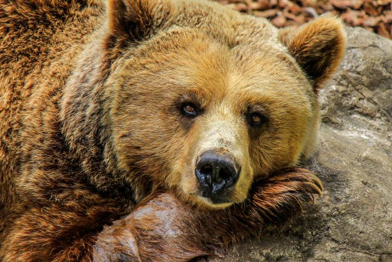 В Кировской области пройдет распределение разрешений на добычу медведя