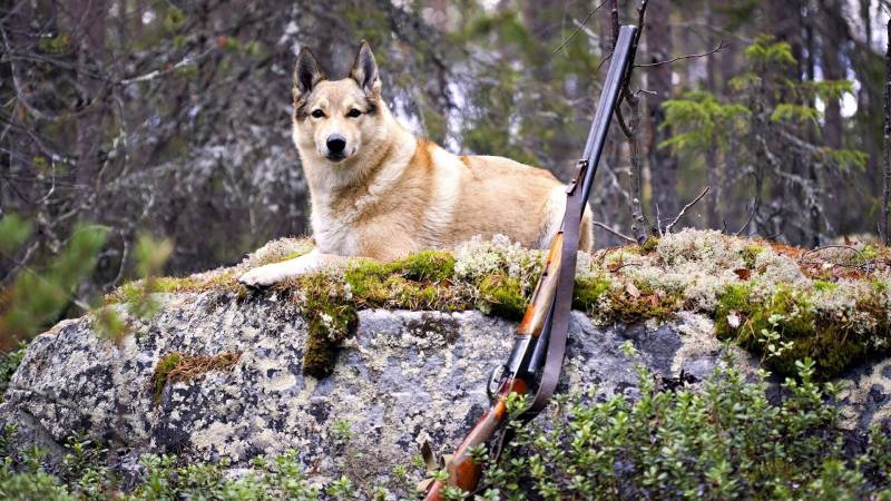 В Советске в присвоении денежных средств подозревают охотоведа